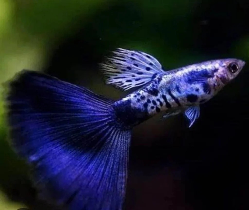 Fancy Guppy (Poecilia reticulata)