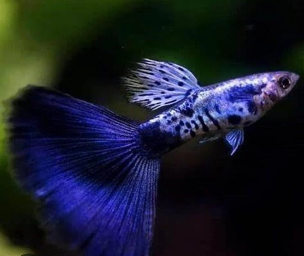Fancy Guppy (Poecilia reticulata)