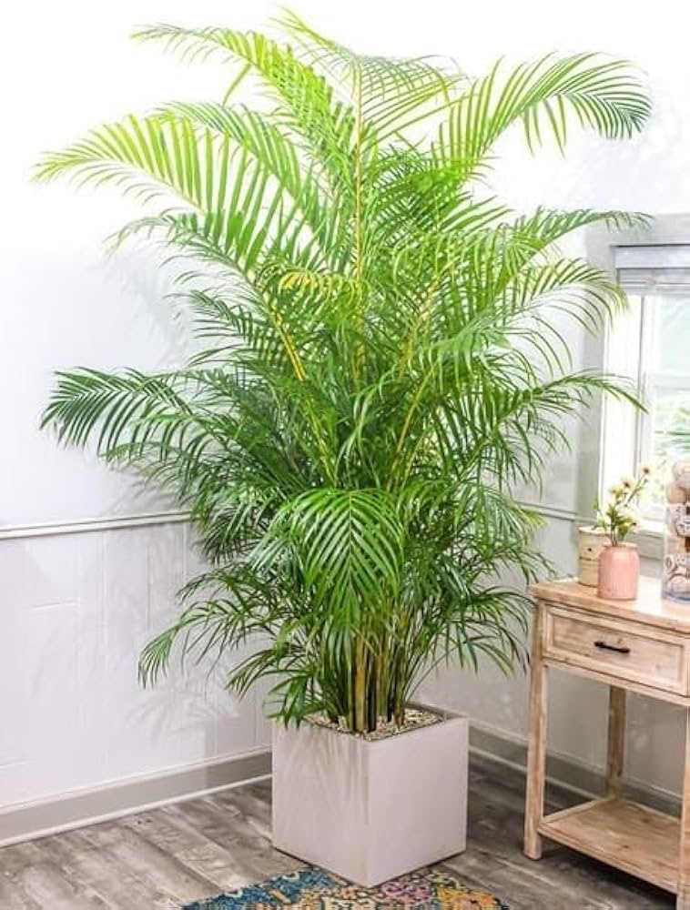 Areca Palm