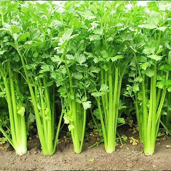 Celery Organic Herb Seeds
