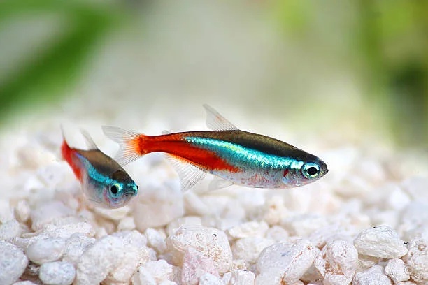 Neon Tetra Fish