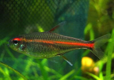 Tetra_Glowlight_cropped-584085285f9b5851e59763e7