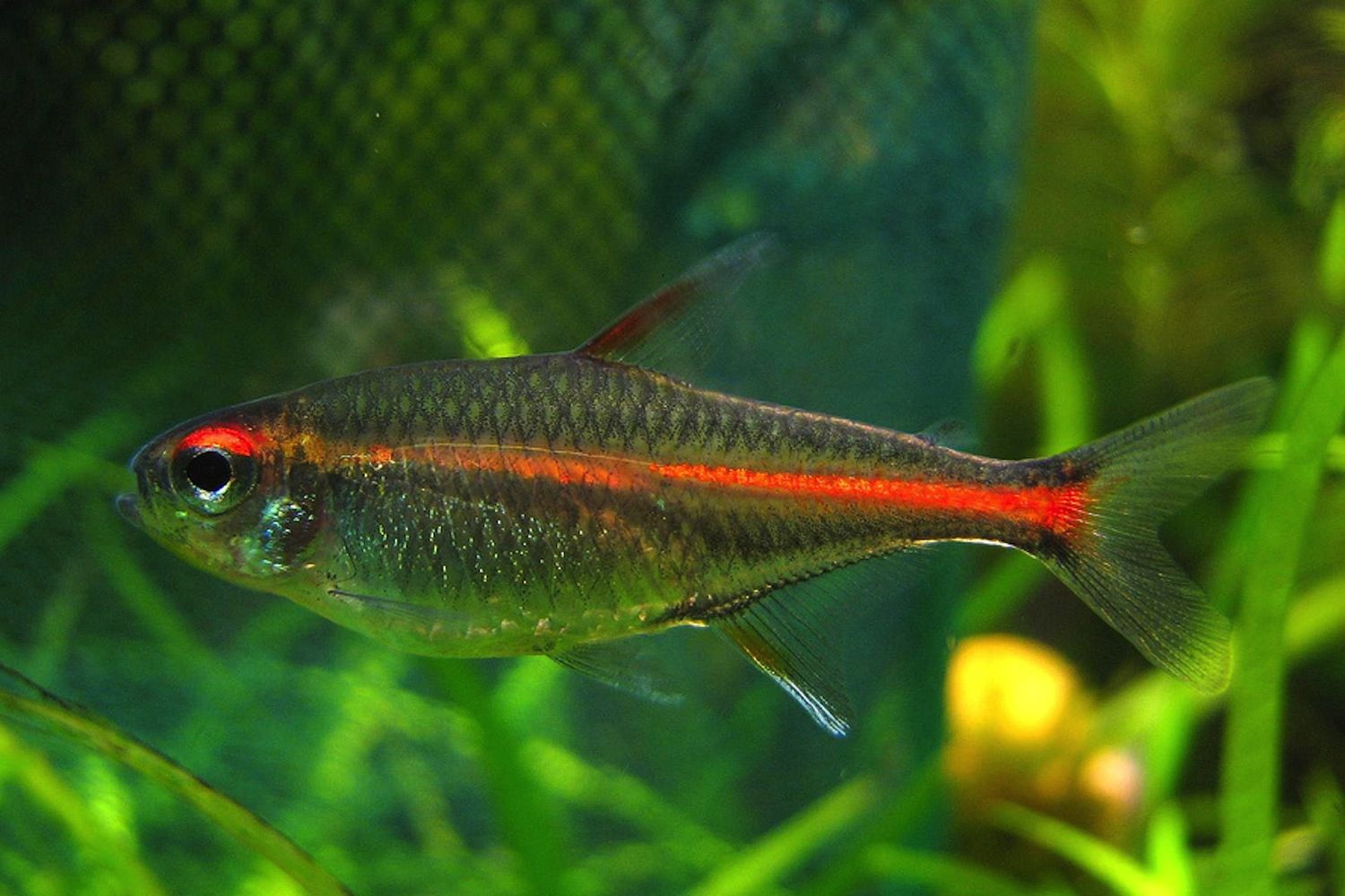 Glowlight Tetra Fish