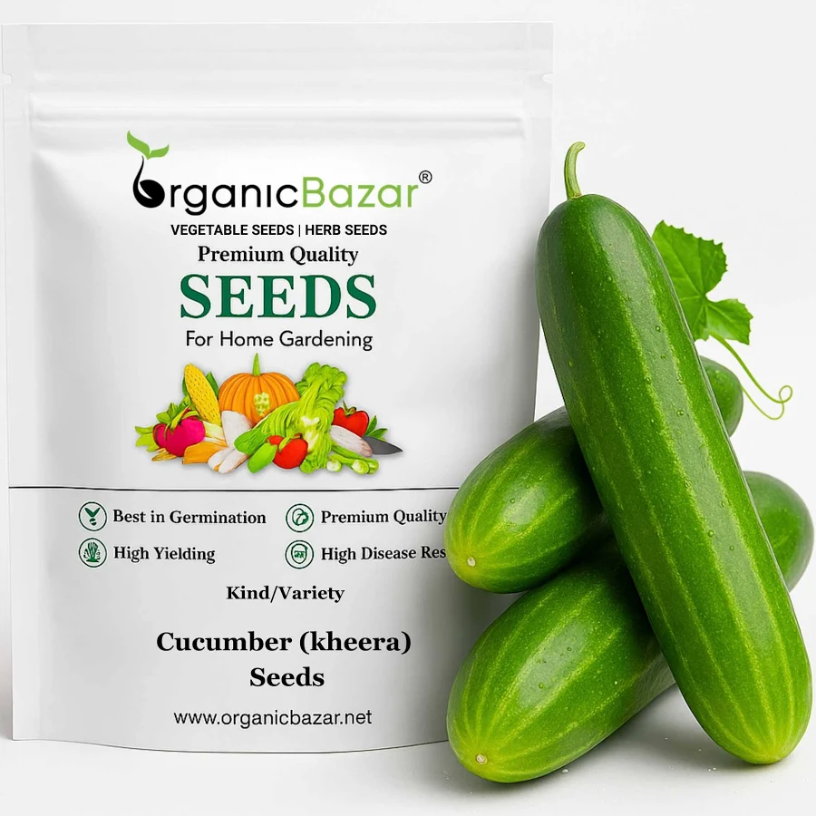 Cucumber (Kheera) Hybrid Seeds – 20 Seeds