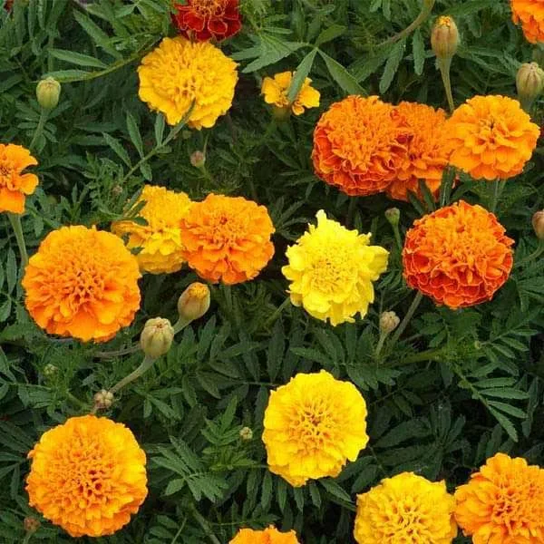 Marigold Mixed Color Desi Flower Seeds