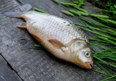 depositphotos_295825274-stock-photo-live-fish-has-just-been