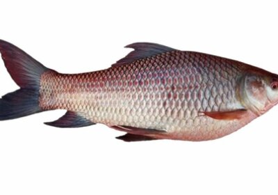 fresh-live-rohu-fish-163
