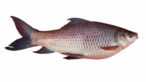 Fresh Live Rohu Fish