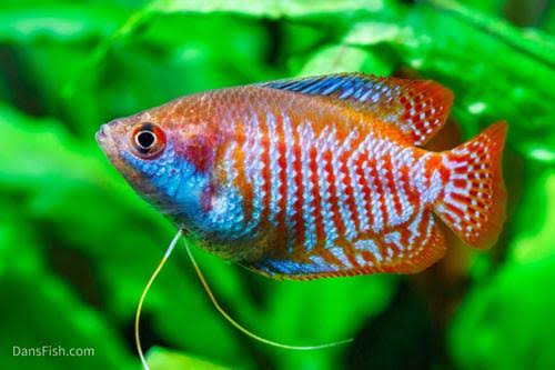 Dwarf Gourami