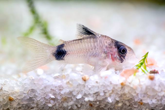 Corydoras Catfish