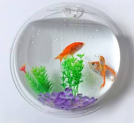 goblet Aquarium-8 Round Ends Aquarium Tank (4 L)