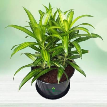 Green Song of India Plant – Indoor Plants I