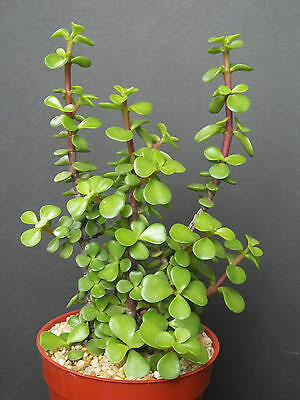 Jade Green Indoor Plants Exotic Flora