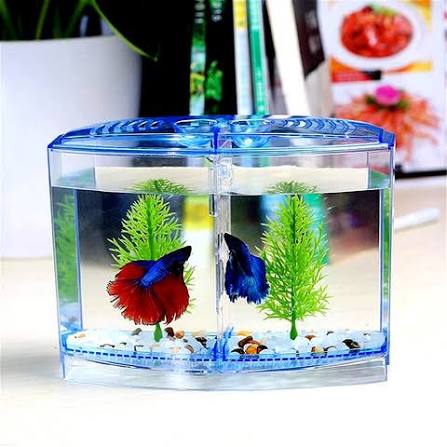 kickAt Double House Betta Small Tank for Fighter Fish Aquarium