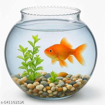 8 Inch Round Glass Fish Bowl Aquarium With Out Decorative Pebbles & Plant