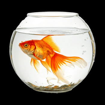 BILAL ANSARI Aqua_01 presenting cute & glossy looking glass fish aquarium