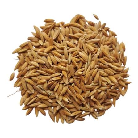 Sona Masuri Rice Paddy Seeds