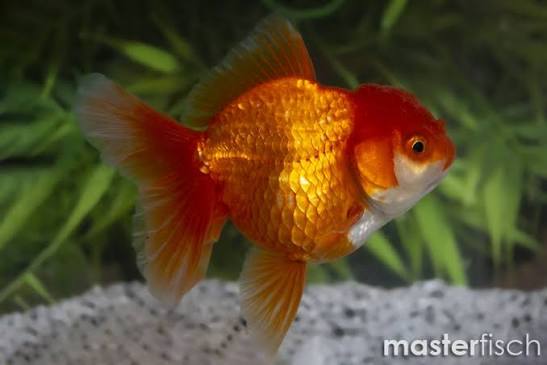 Premium Goldfish