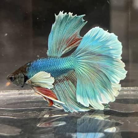 Halfmoon Betta Fish
