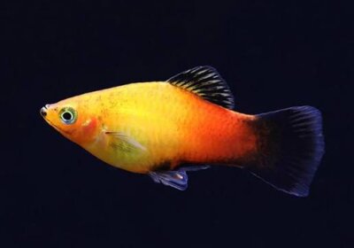 images-8