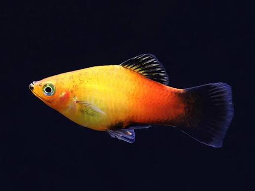 Sunset Platy Fish