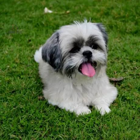 Shih Tzu Dog