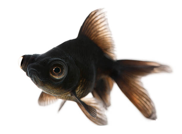 Black Moor Goldfish