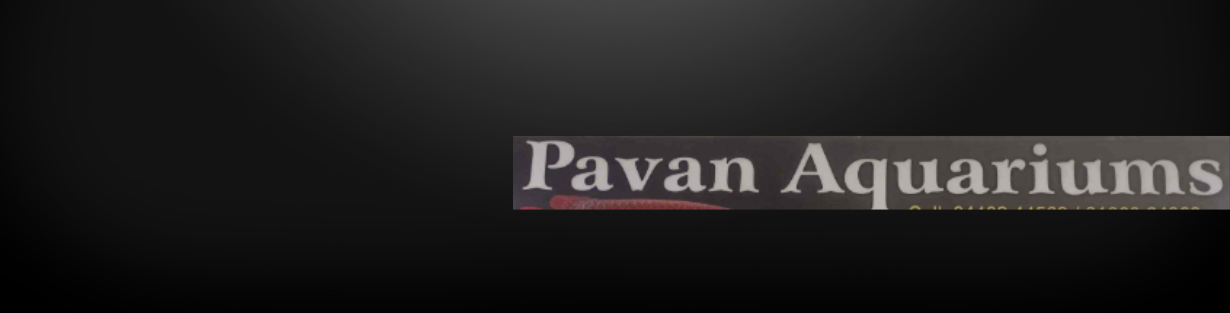 Store Banner