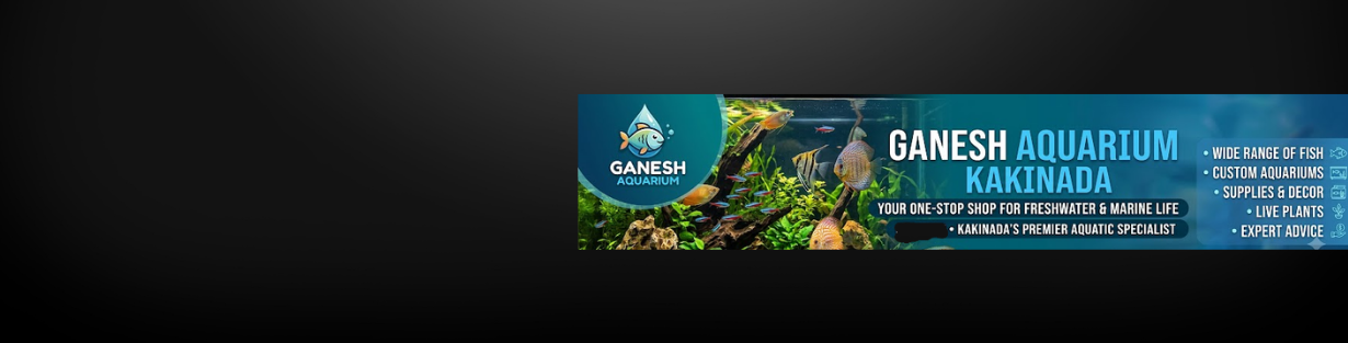 Store Banner