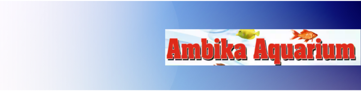 Store Banner