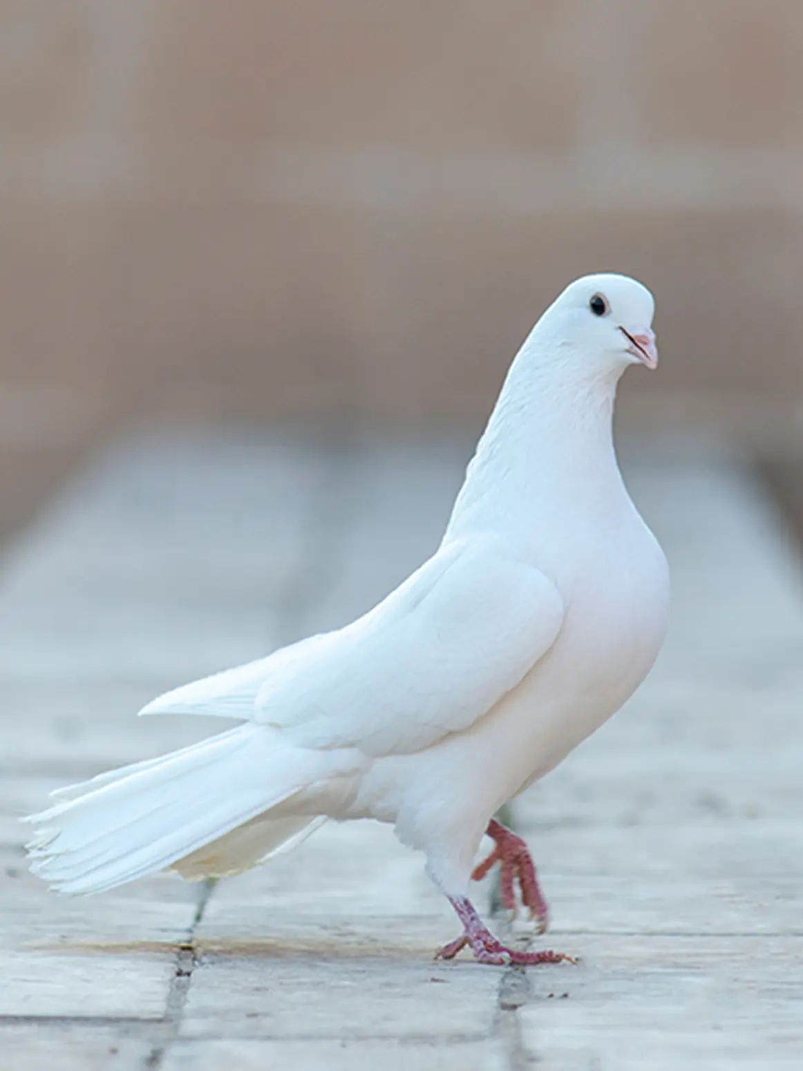 common pigeon