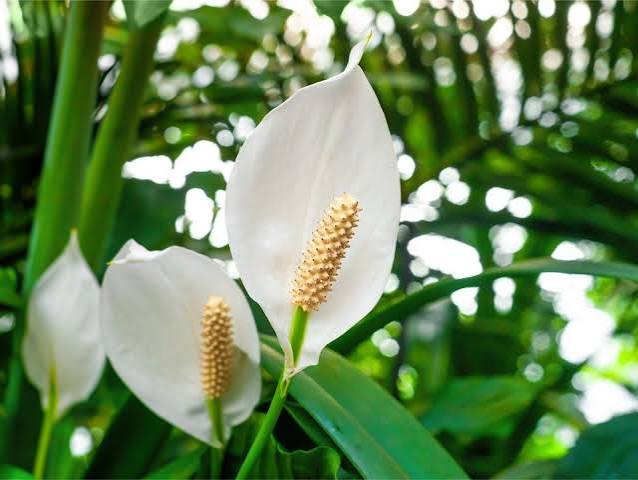 Indoor Peace Lily: Growing A Peace Lily Plant