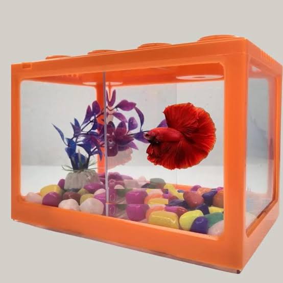 Double Betta Mini Fish Aquarium