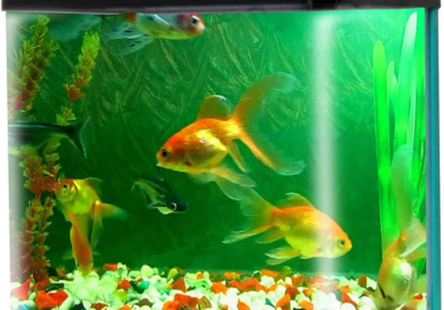 3524f961-bdf2-4f76-b659-7e475dab57b6-1