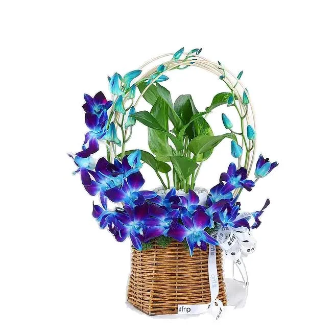 Blue Orchid & Money Plant Gift Basket