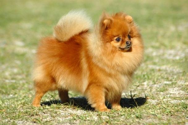 Pomeranian puppy