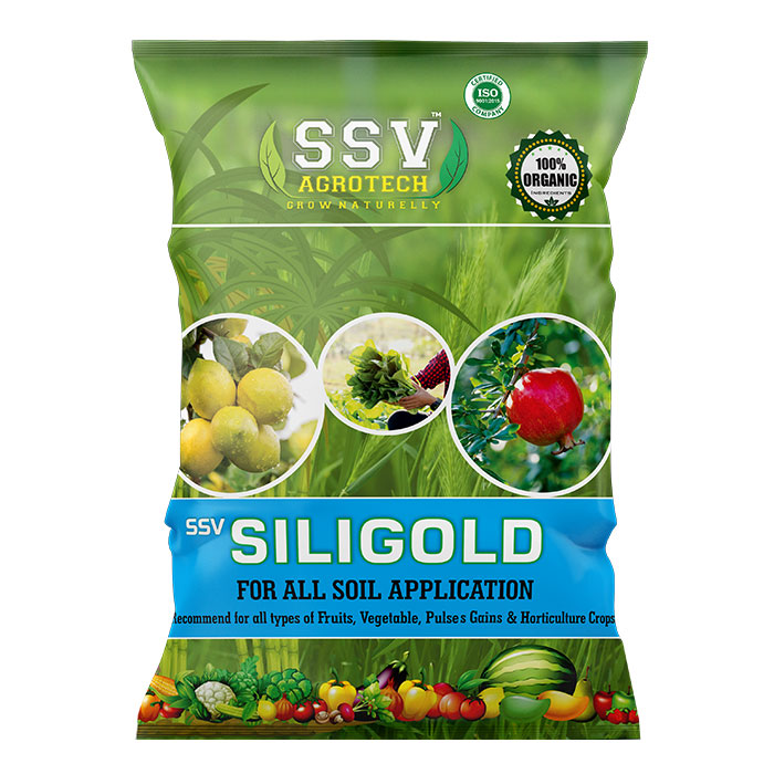 SSV Siligold